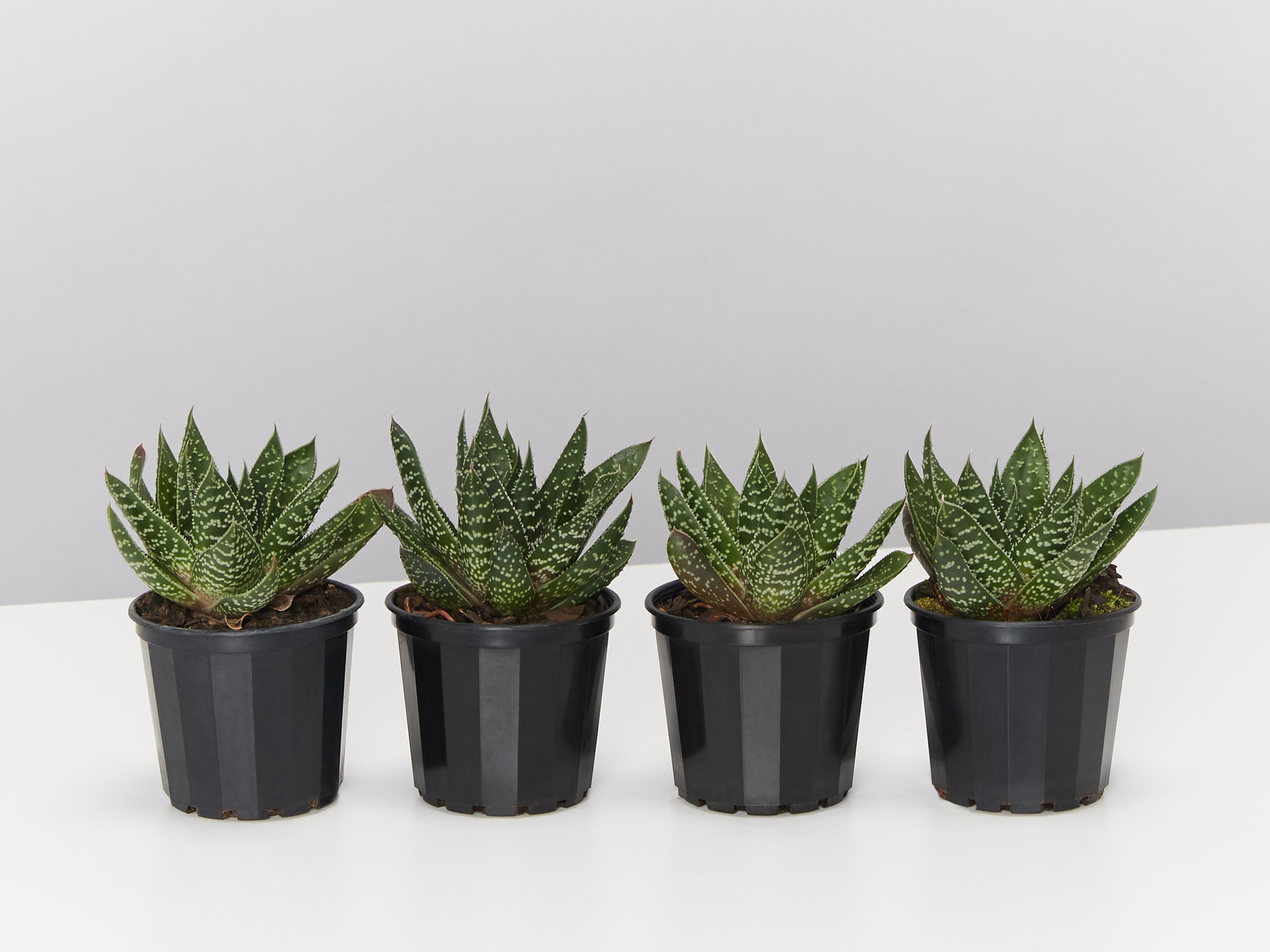 wolfgang succulent Gasteria Royal Wolfgang | Buy Online Aus