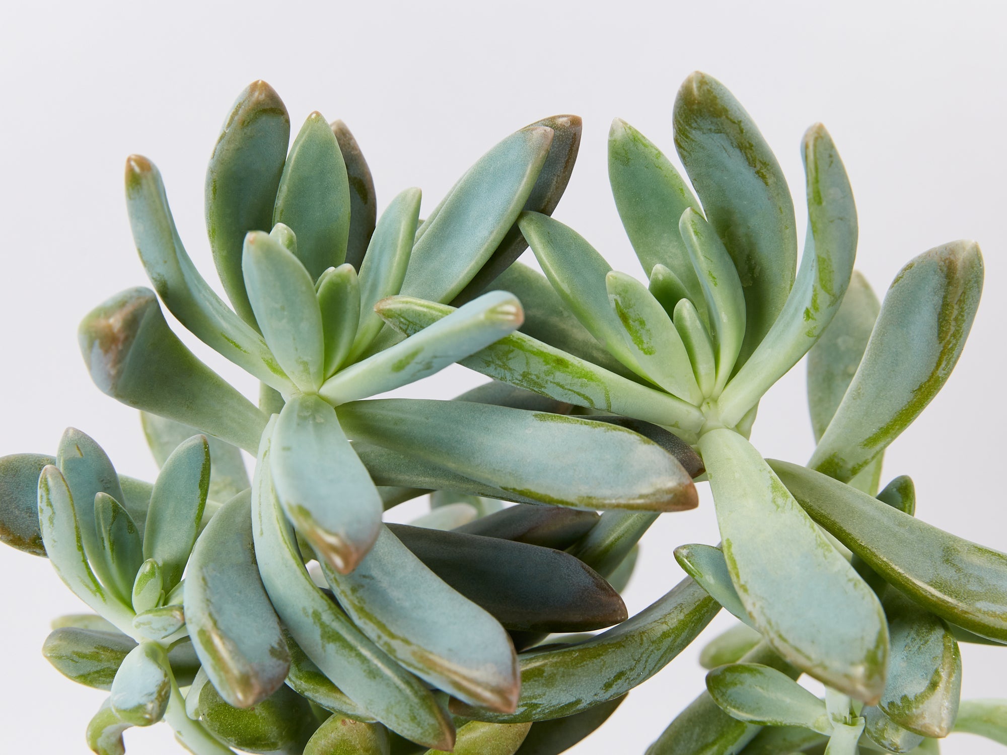 opal succulent Graptopetalum species | Buy Succulent Plants Online