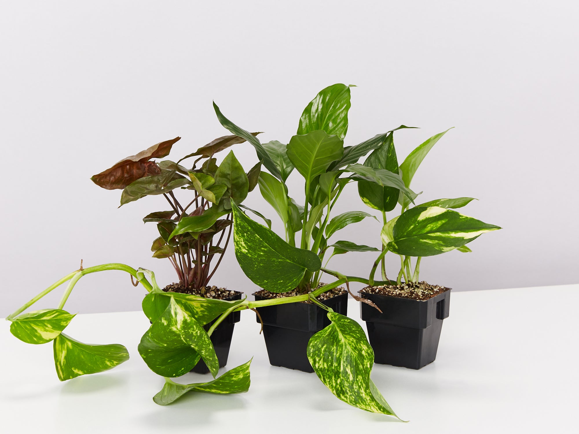 killer house plant The Plant Killers Box - Larger Size
