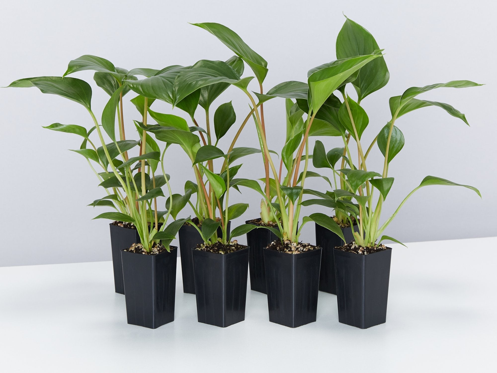 philodendron homalomena emerald gem Homalomena 'Emerald Gem' Plants