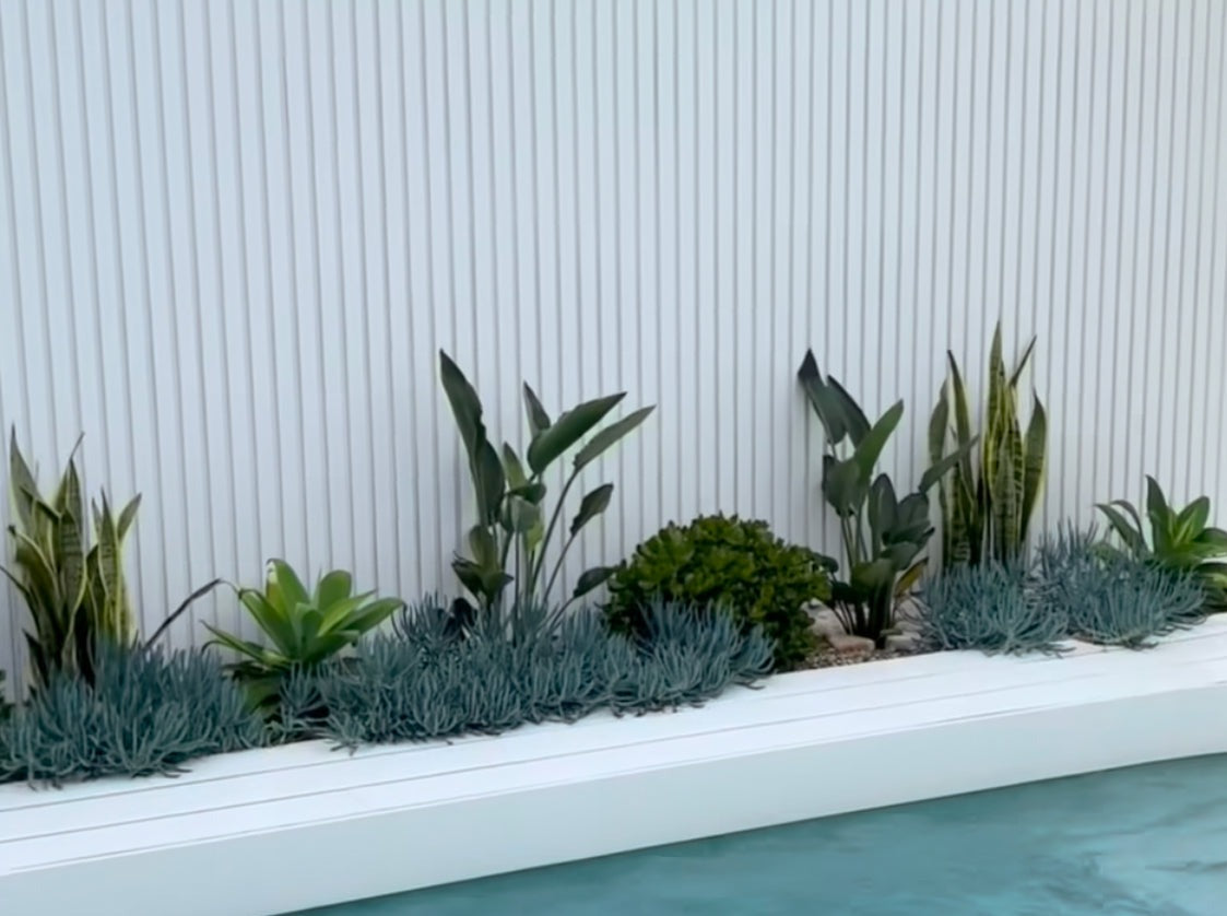 best potted plants for pool area australia Full Sun Plants