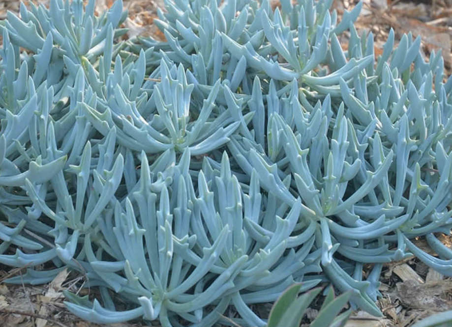 Senecio Trident Blue | Buy Online Aus