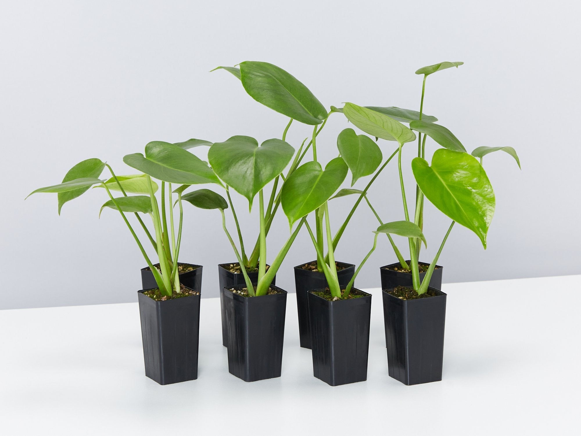 buy monstera deliciosa brisbane Monstera Deliciosa Plants for Sale | Buy Online Aus