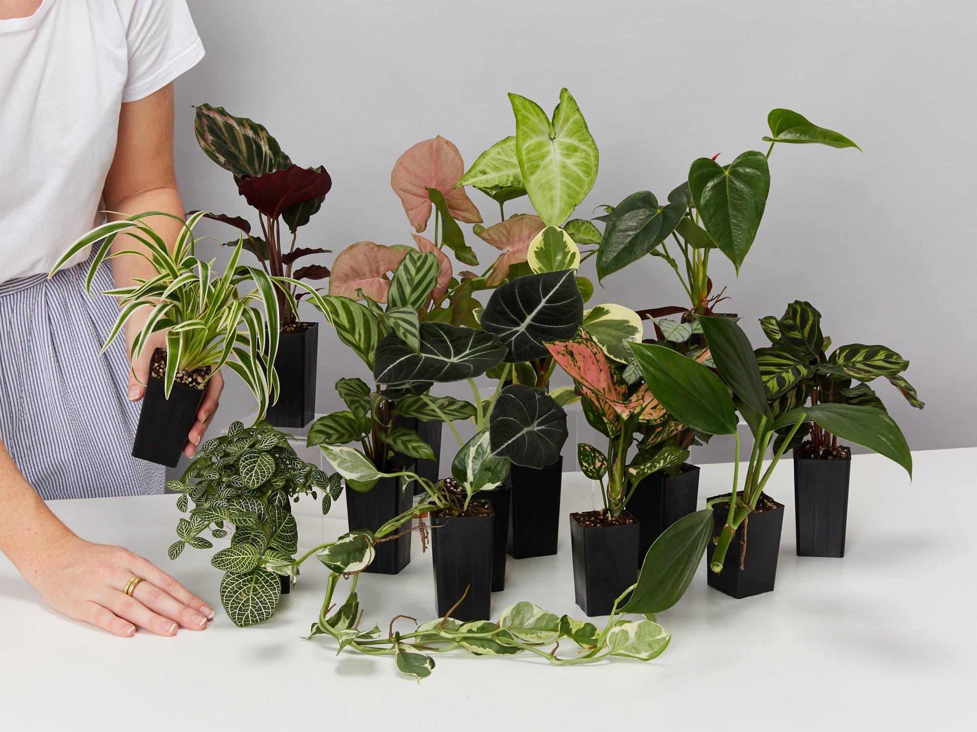 indoor plants delivered to your door Plant-less Human Box - 8 Assorted Houseplants Delivered to Your Door