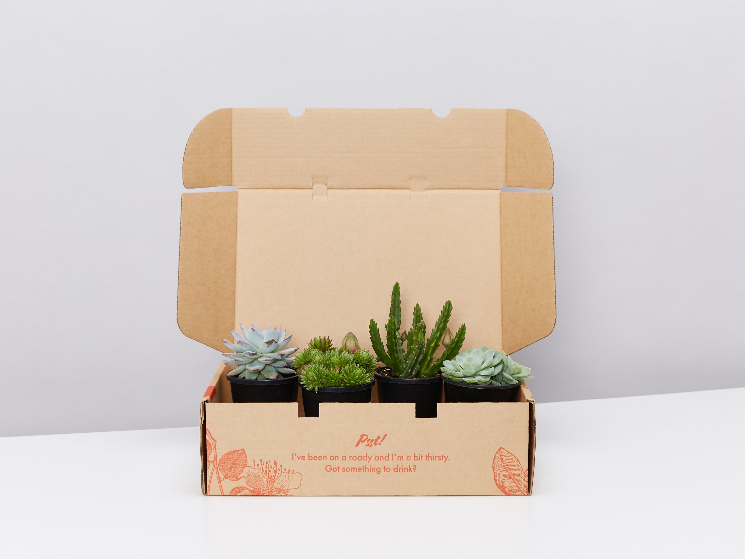 succulent studios box Succulent Box | Buy Online Australia