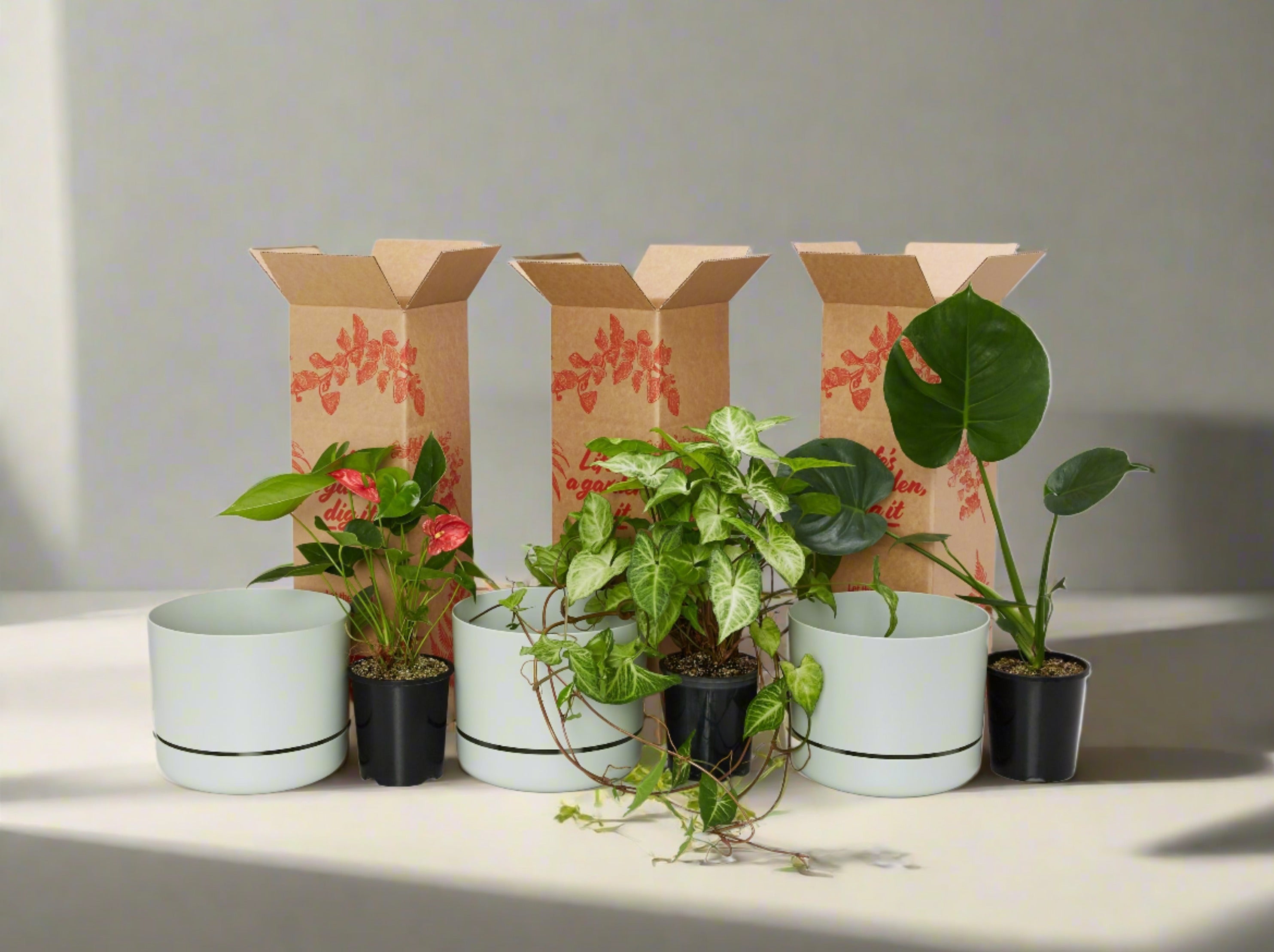 3 Plants & 3 Self-Watering Pot Set 250mm Fog (X Large Plants) – Plants in a  box
