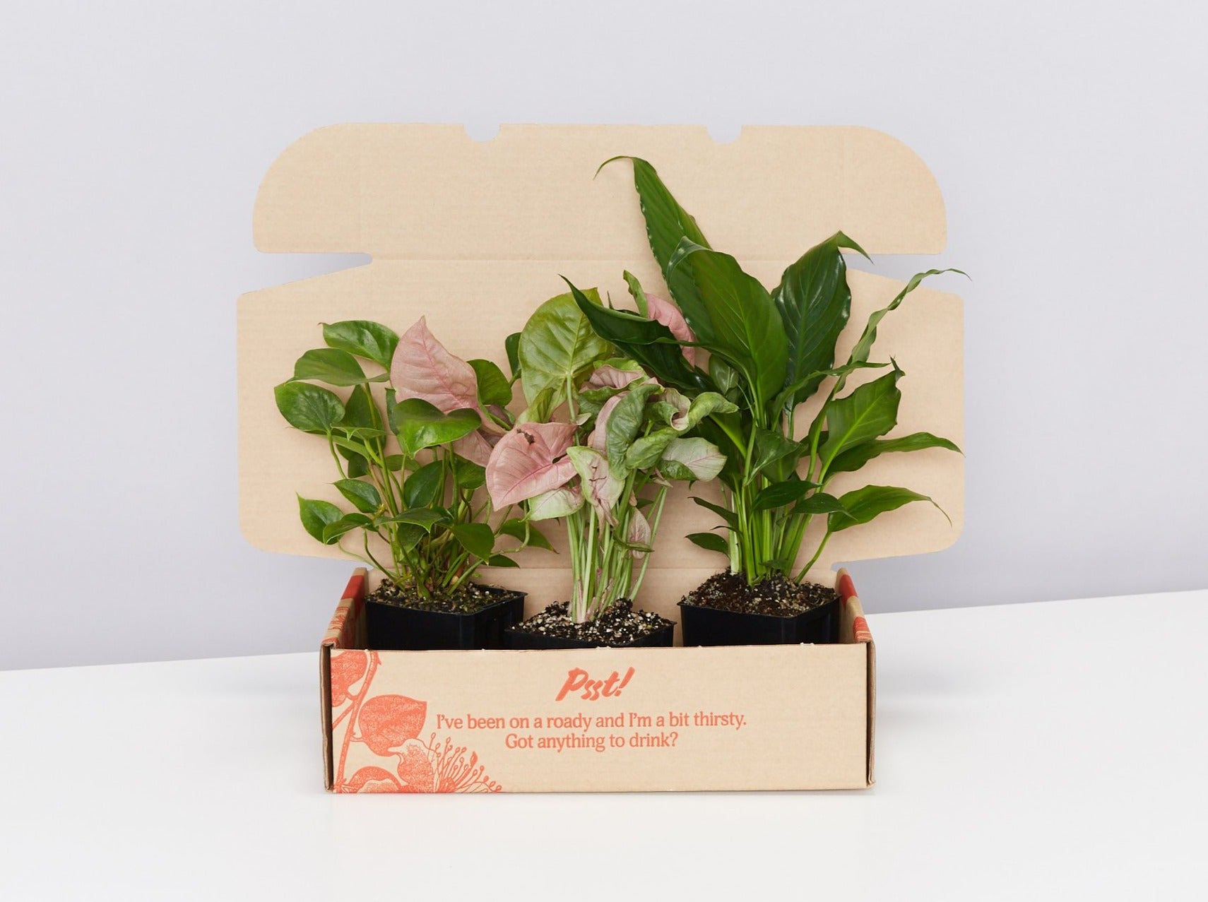 buy indoor plants online australia Plants in a Box – Buy Indoor Plants & Houseplants Online Australia – Plants in a box