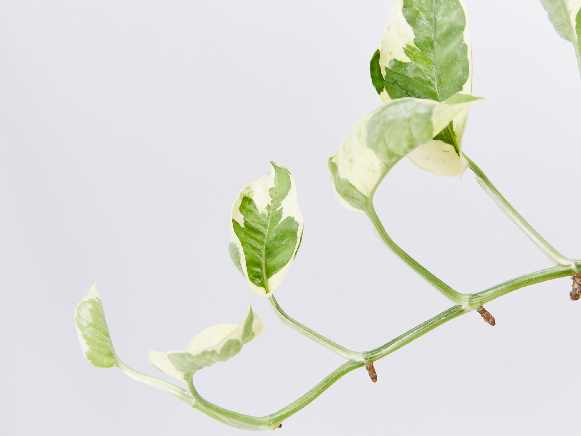 mature snow queen pothos Epipremnum aureum