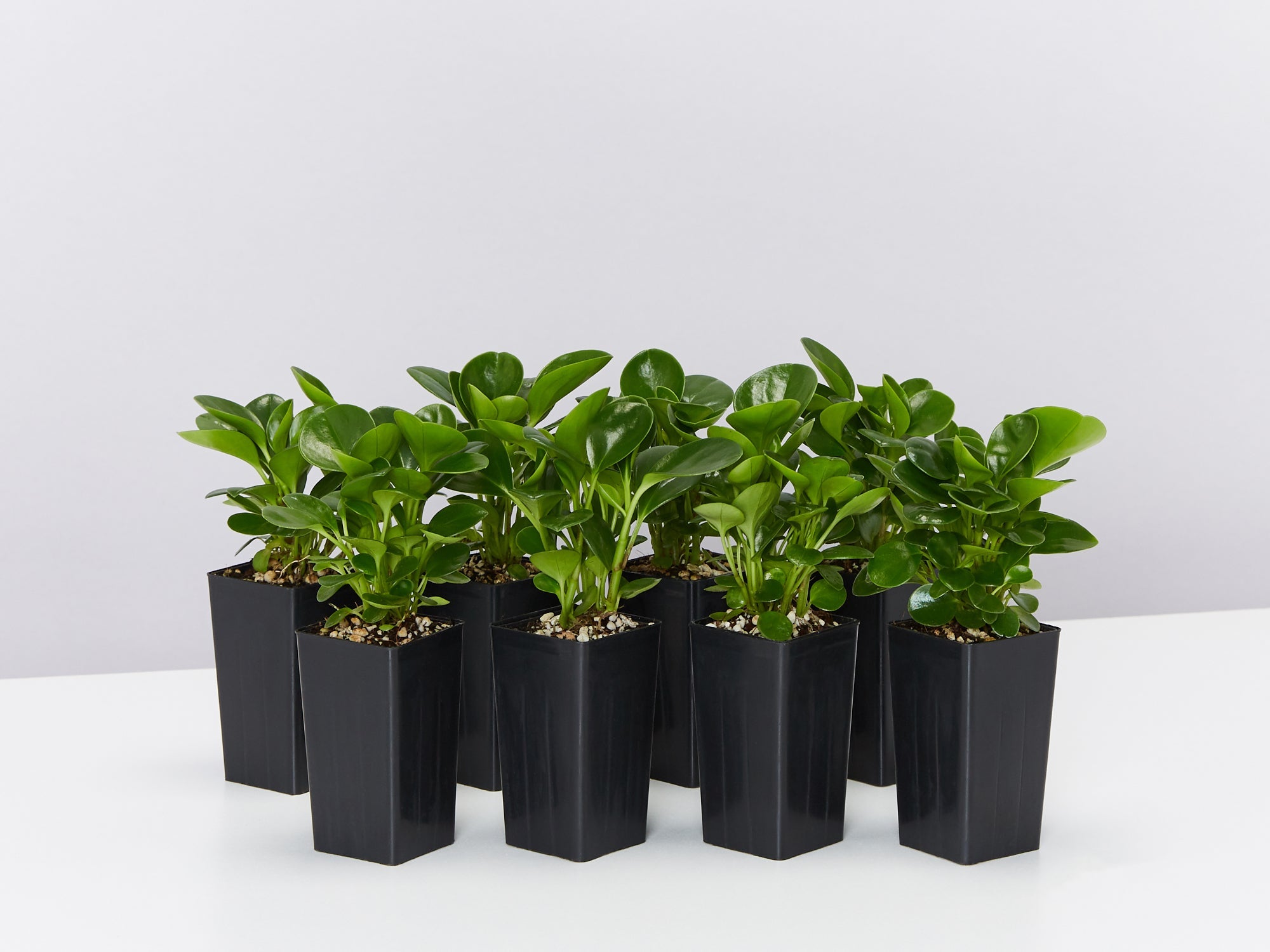 rubber jade plant Peperomia Jade 'Baby Rubber Plant' | Buy Online Aus