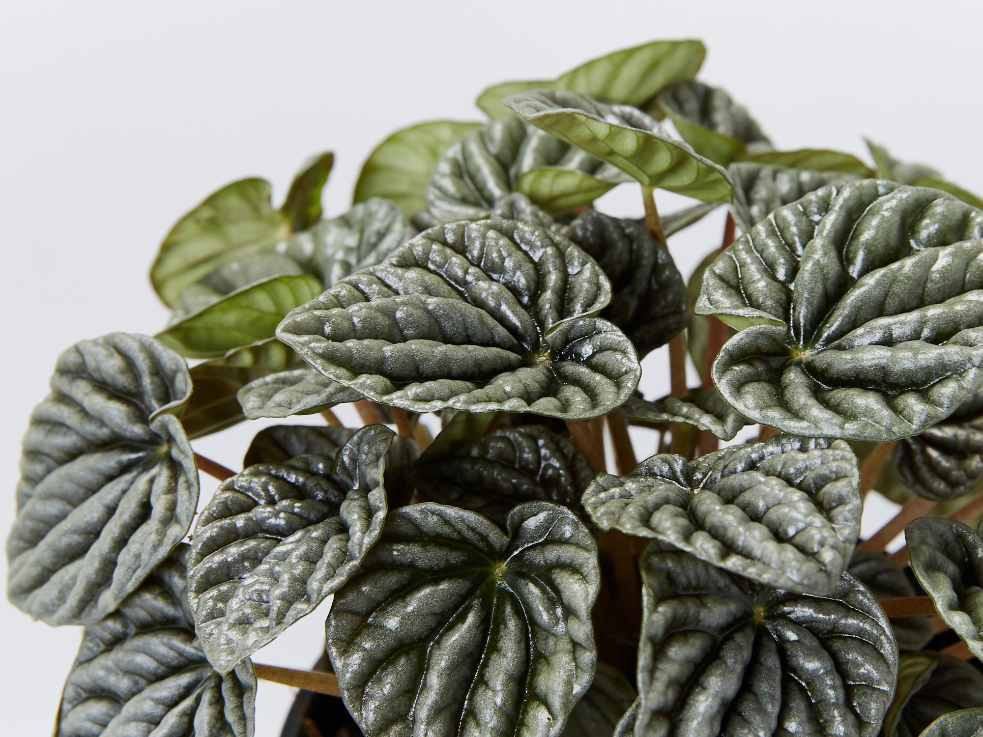 Peperomia caperata Silver Ripple – Plants in a box