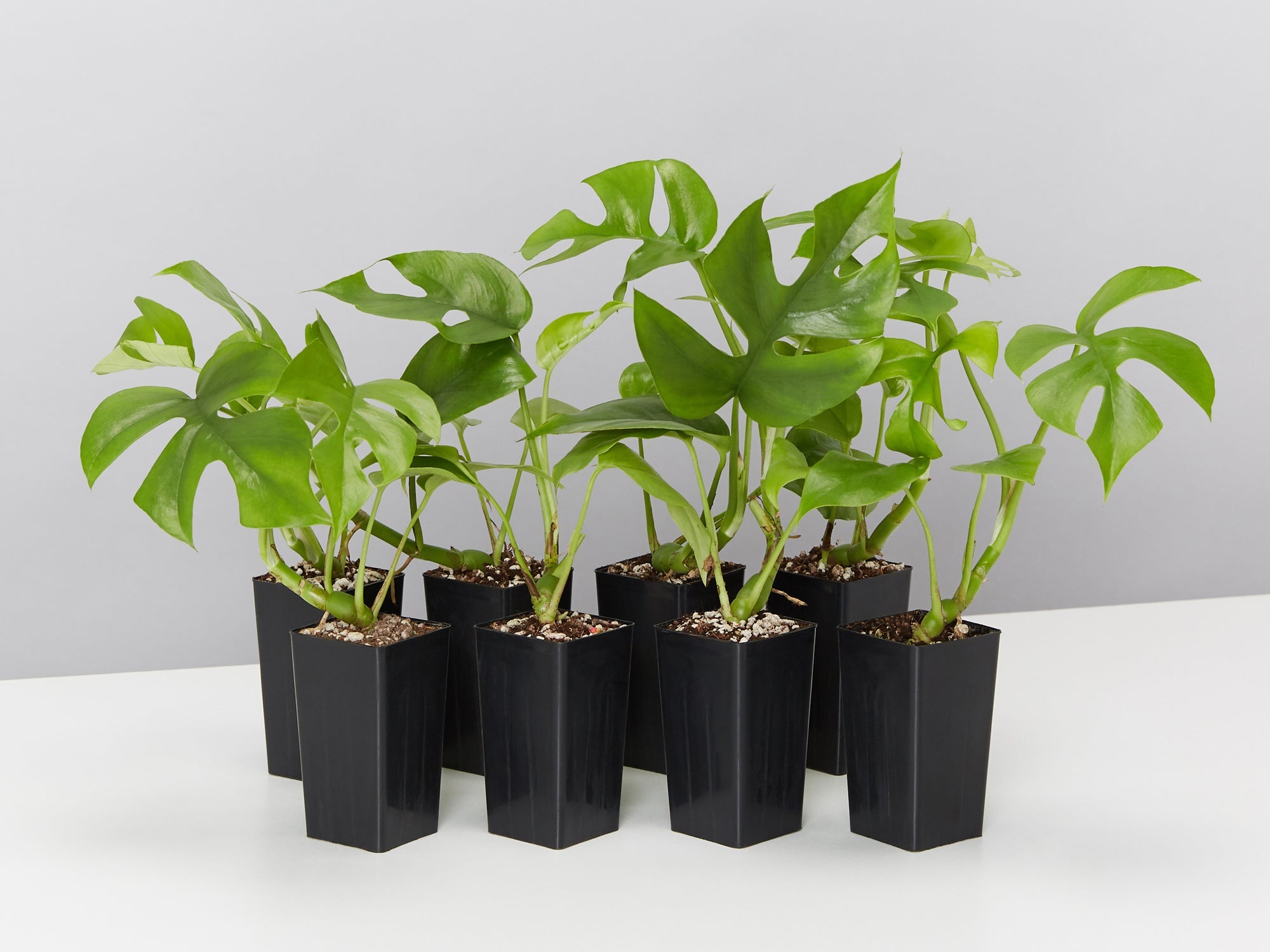 philodendron minima vs monstera minima Philodendron minima