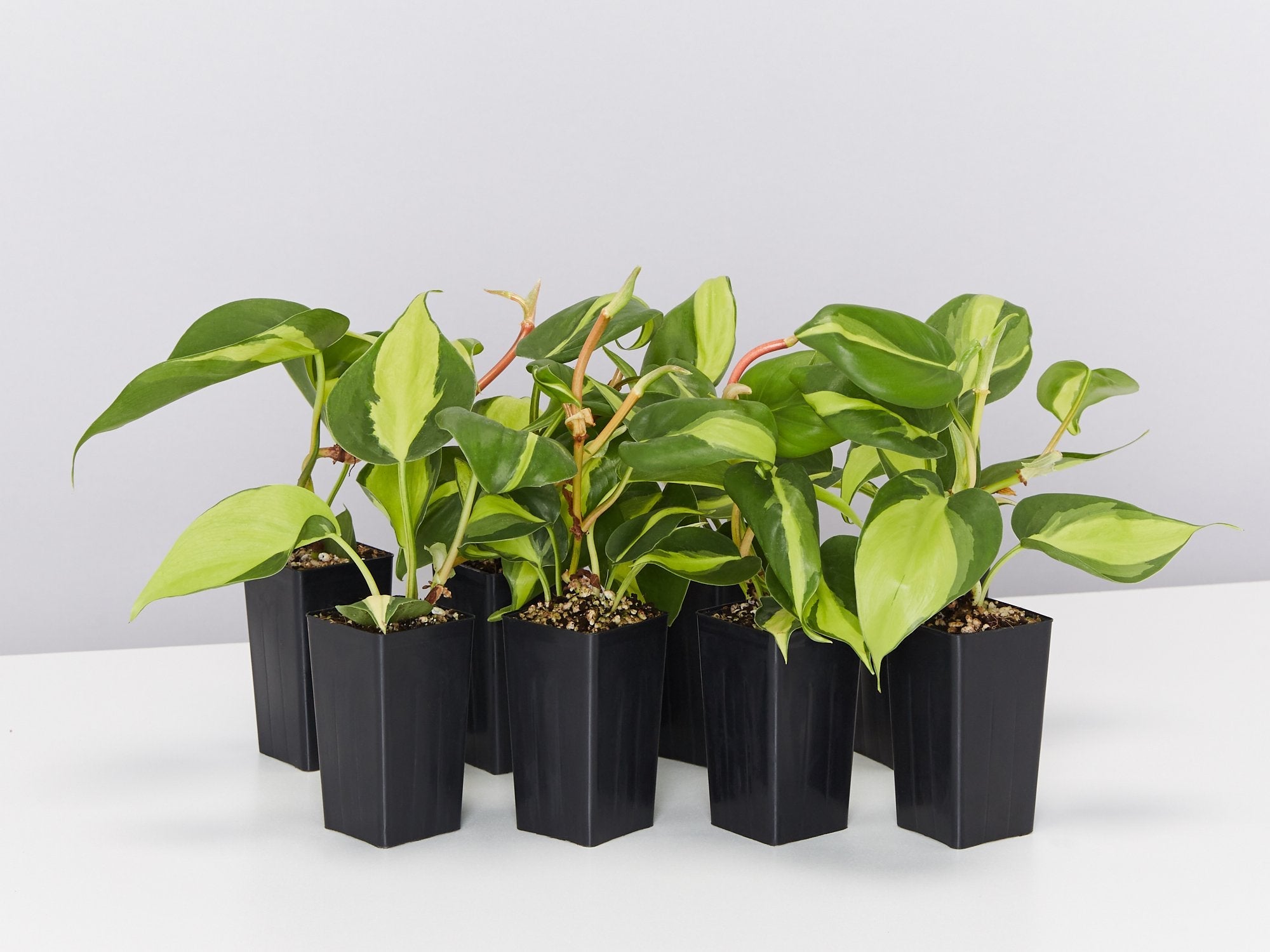 buy philodendron brasil australia Philodendron Brasil – Plants in a box