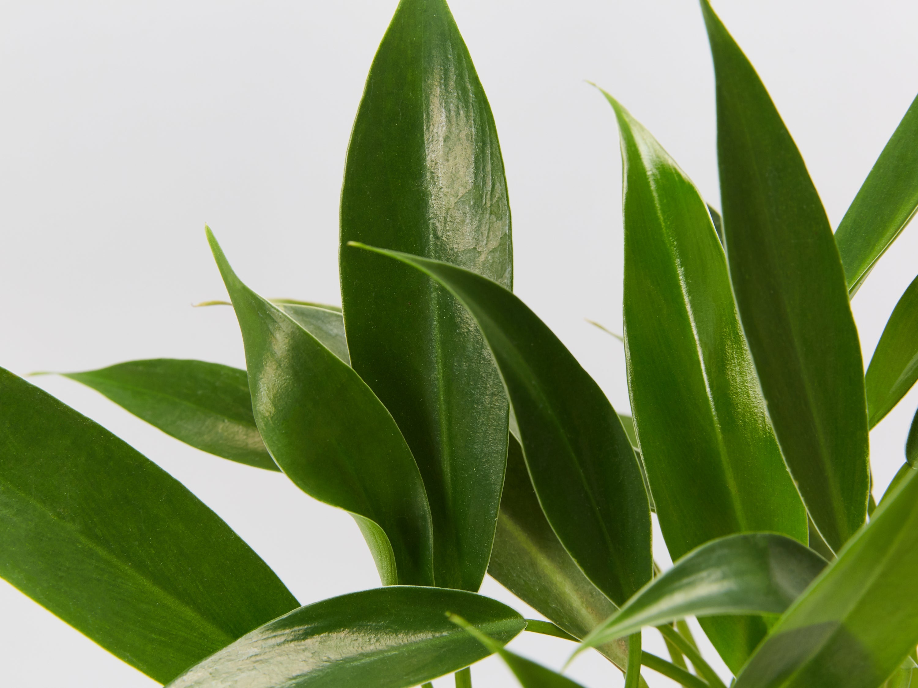 little phil philodendron care Little Phil (Philodendron) | Buy Online