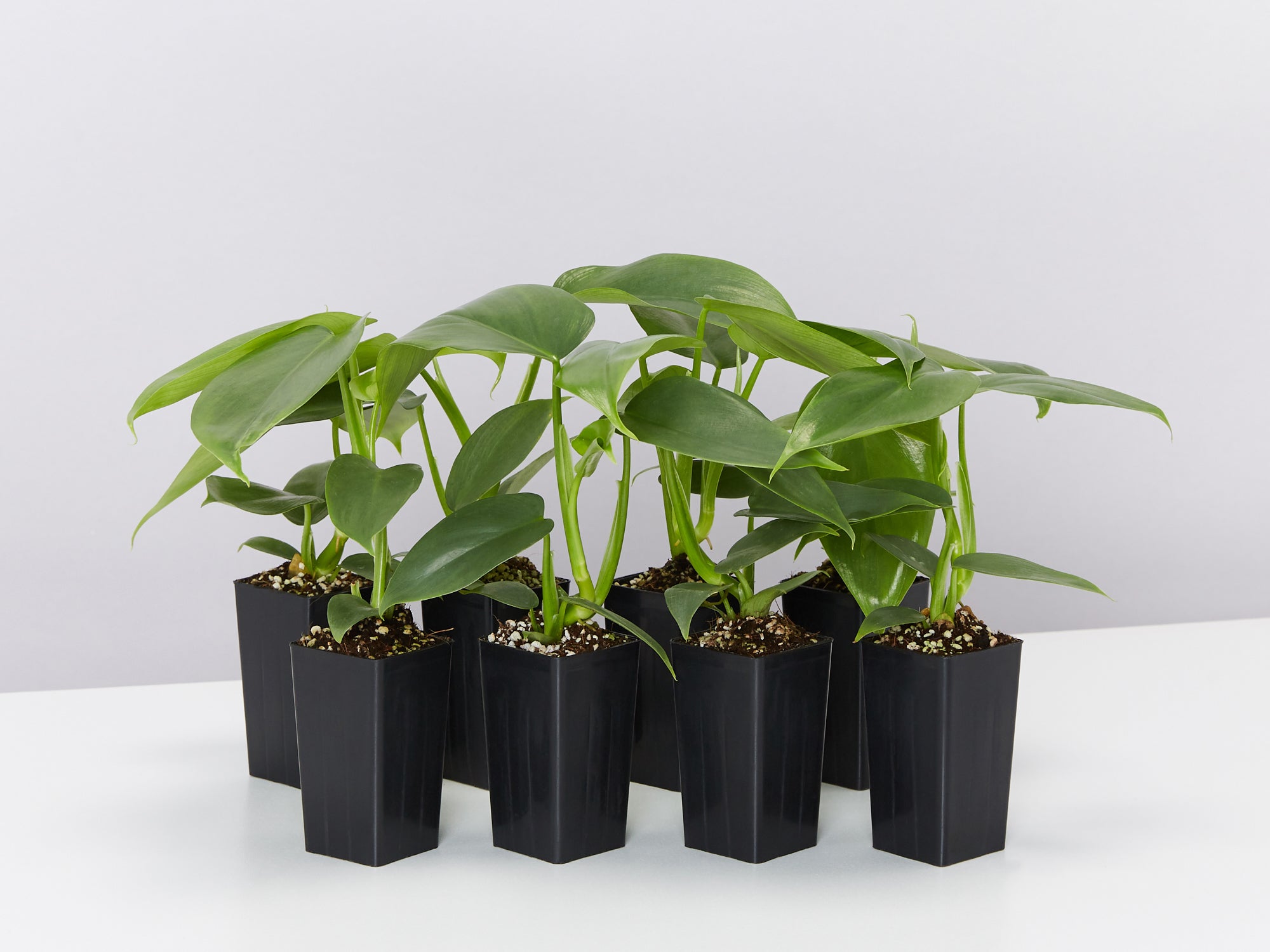 Philodendron hastatum Silver Sword