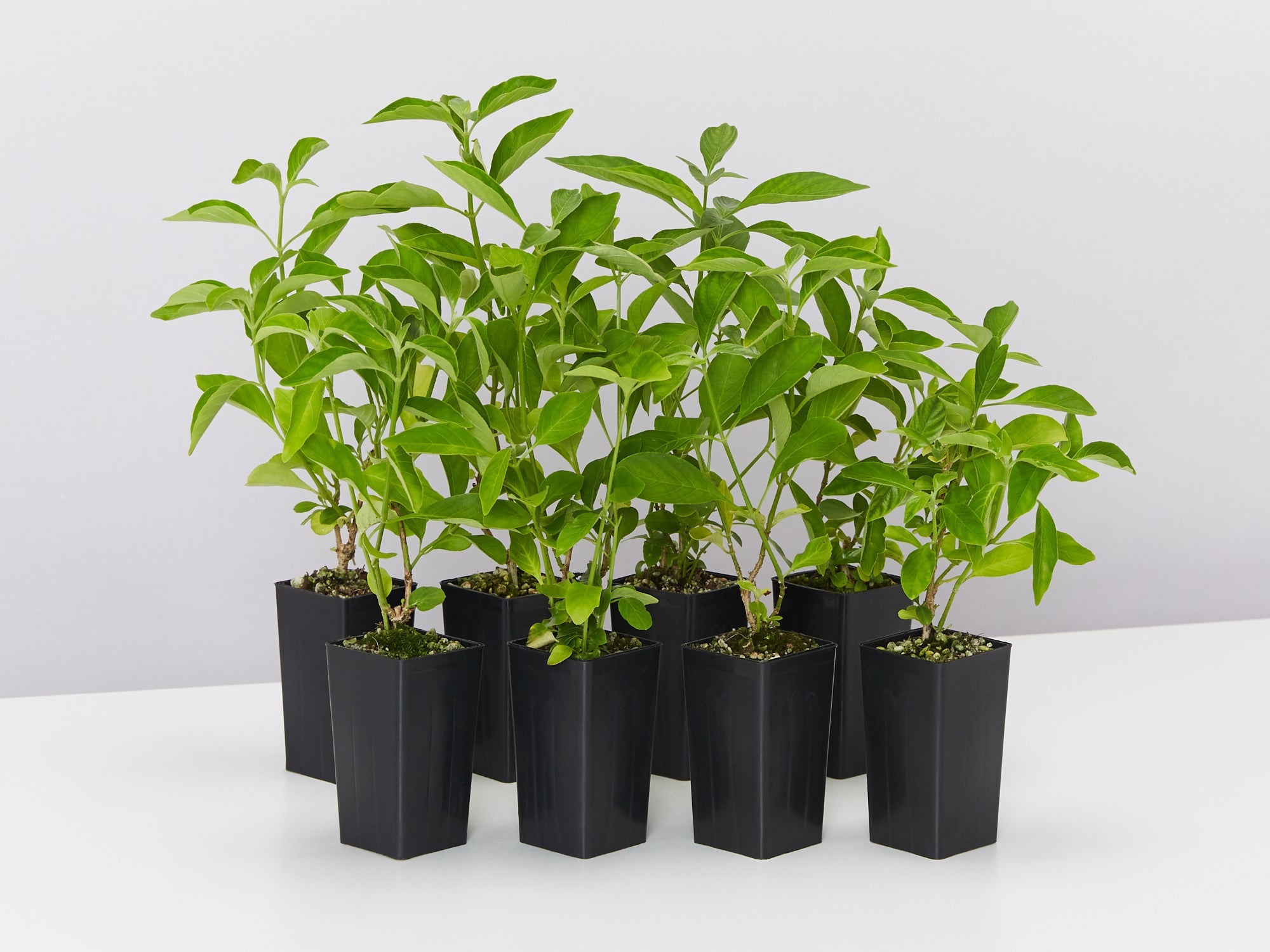 snake jasmine plant for sale Snake Jasmine - Rhinacanthus Nasutus | Buy Online
