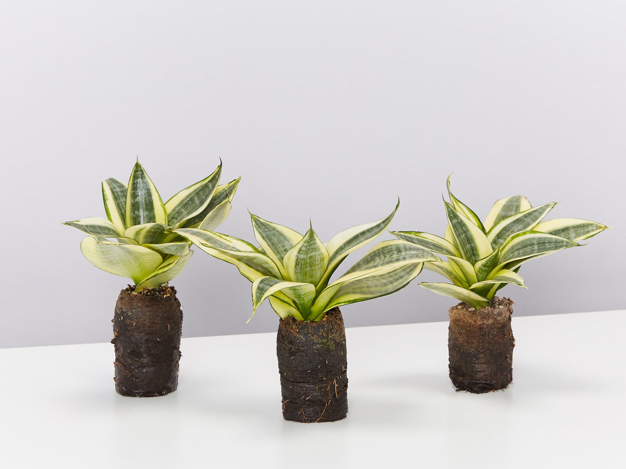 sansevieria golden hahnii benefits Sansevieria trifasciata Golden Hahnii in paper pots – Plants in a box