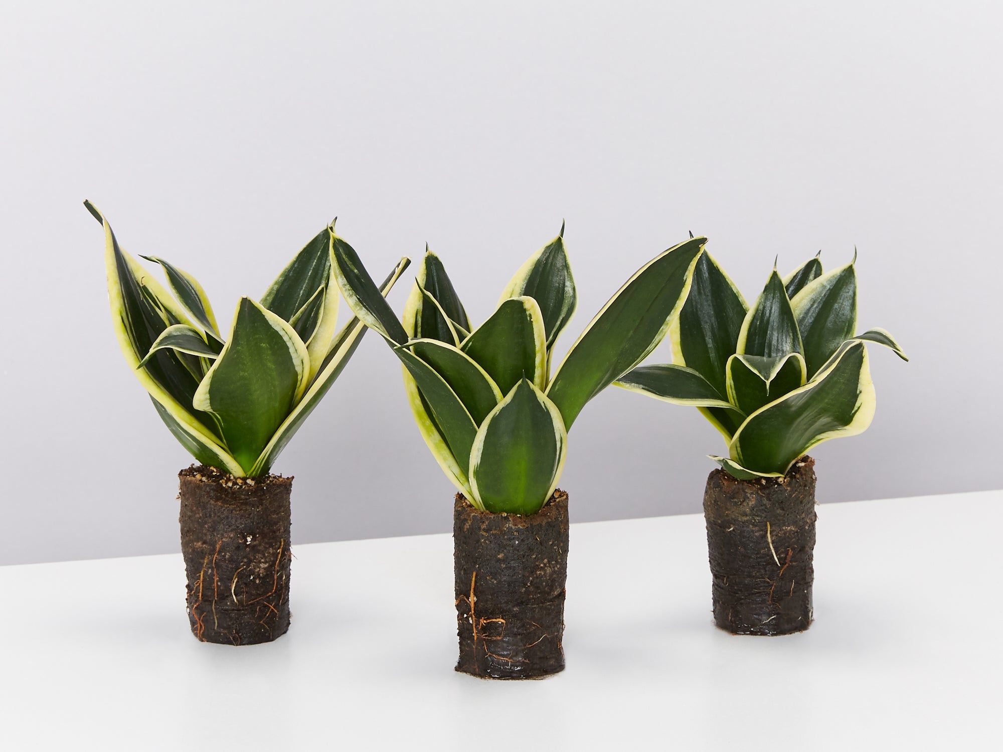sansevieria hahnii lotus Sansevieria Lotus Hahnii | Buy Online Aus
