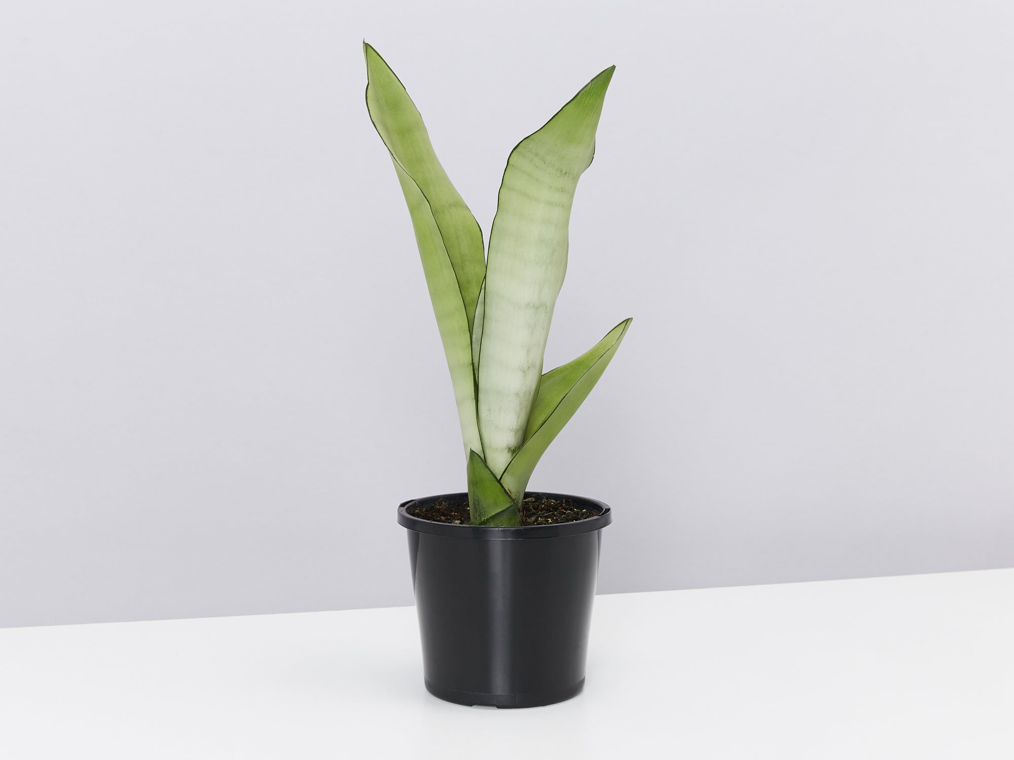 moonshine snake plant australia Sansevieria Moonshine - Snake Plant | Buy Online
