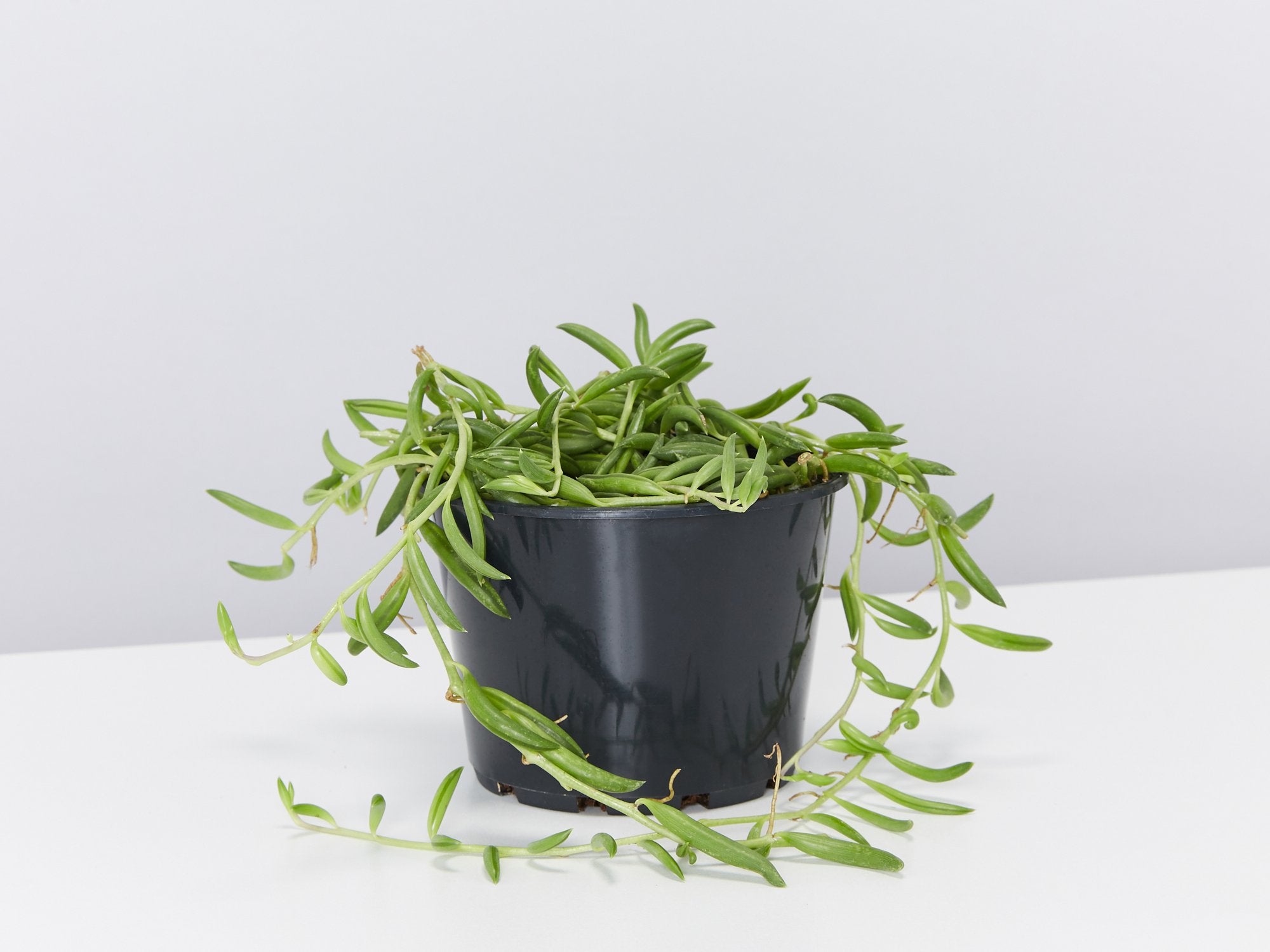 string of beans plant succulent String of Beans – Plants in a box