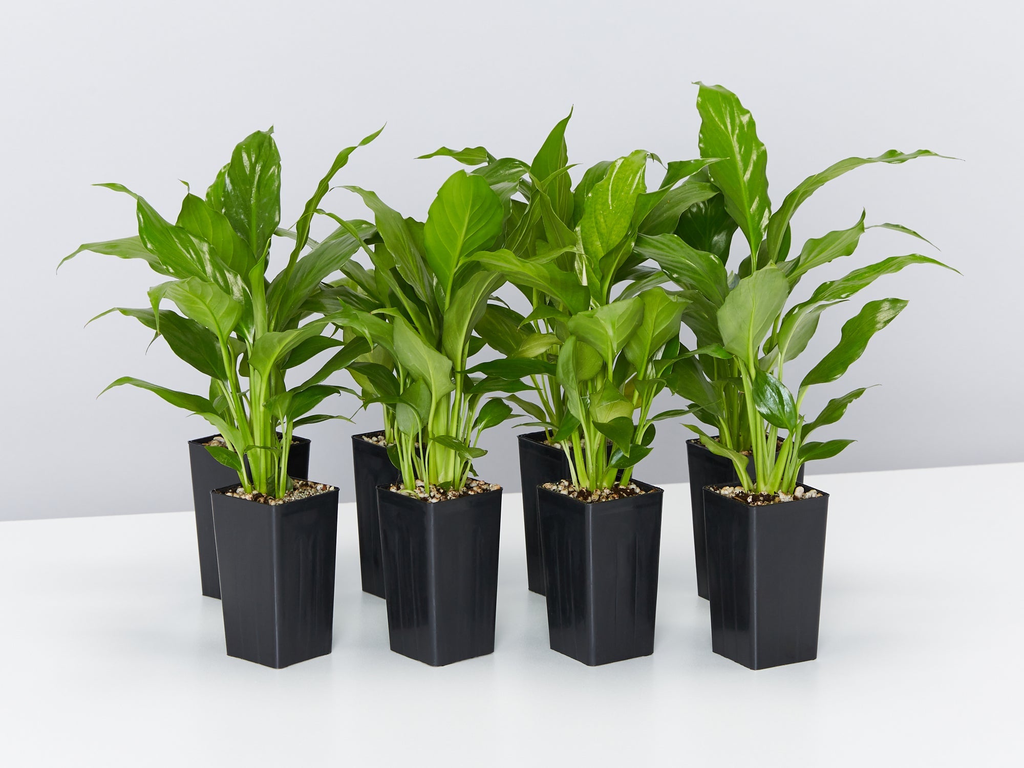 peace lily power petite Spathiphyllum Power Petite | Buy Online Aus