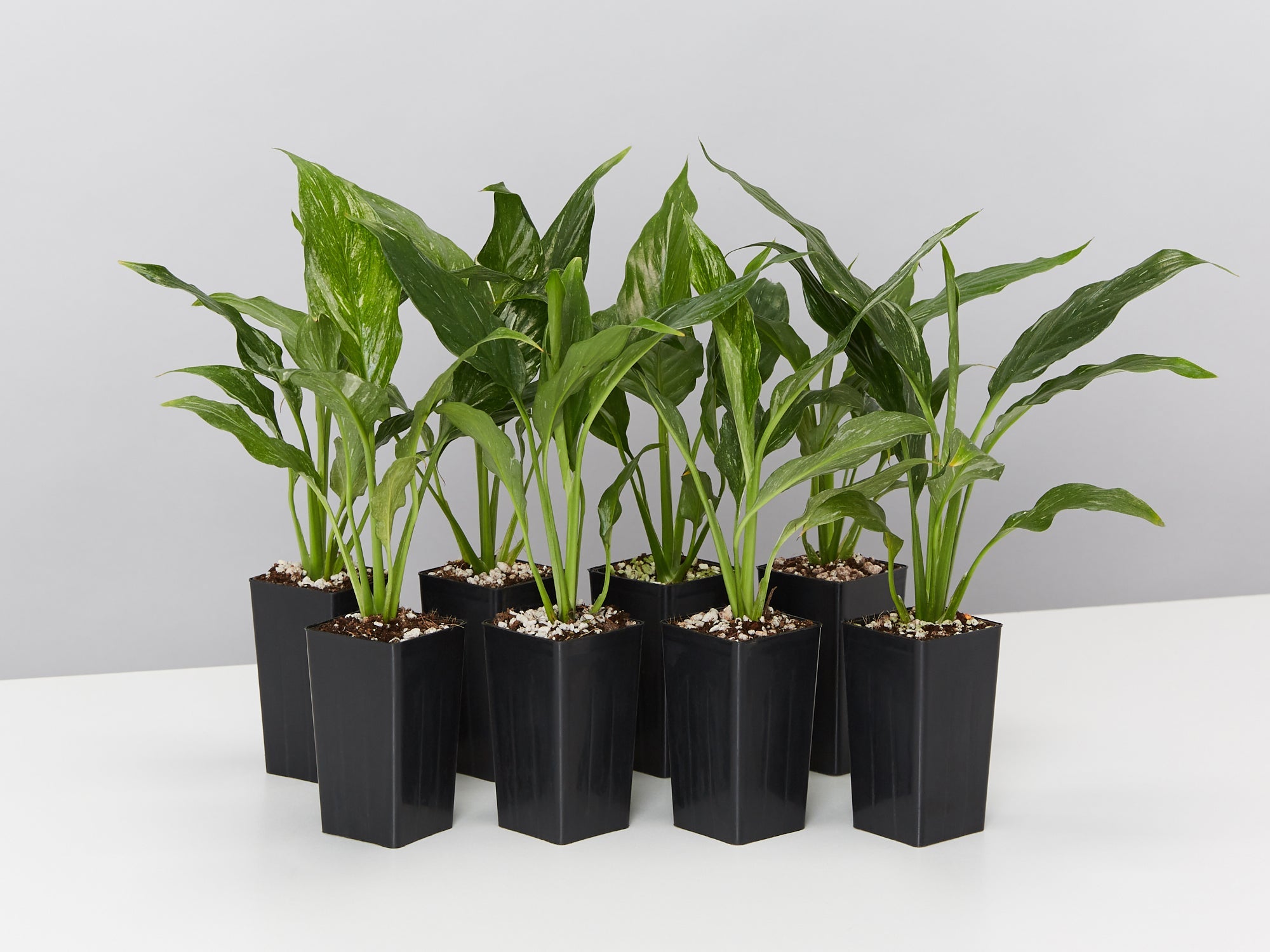 jet diamond peace lily vs domino Peace Lily Jet Diamond | Buy Online Aus