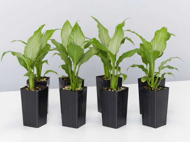 Spathiphyllum Platinum Mist - Peace Lily
