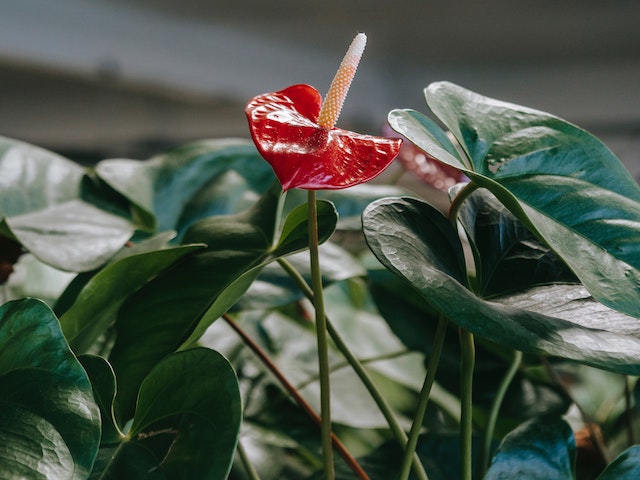 buy anthuriums online Anthurium Plants Mixed Pack | Buy Online
