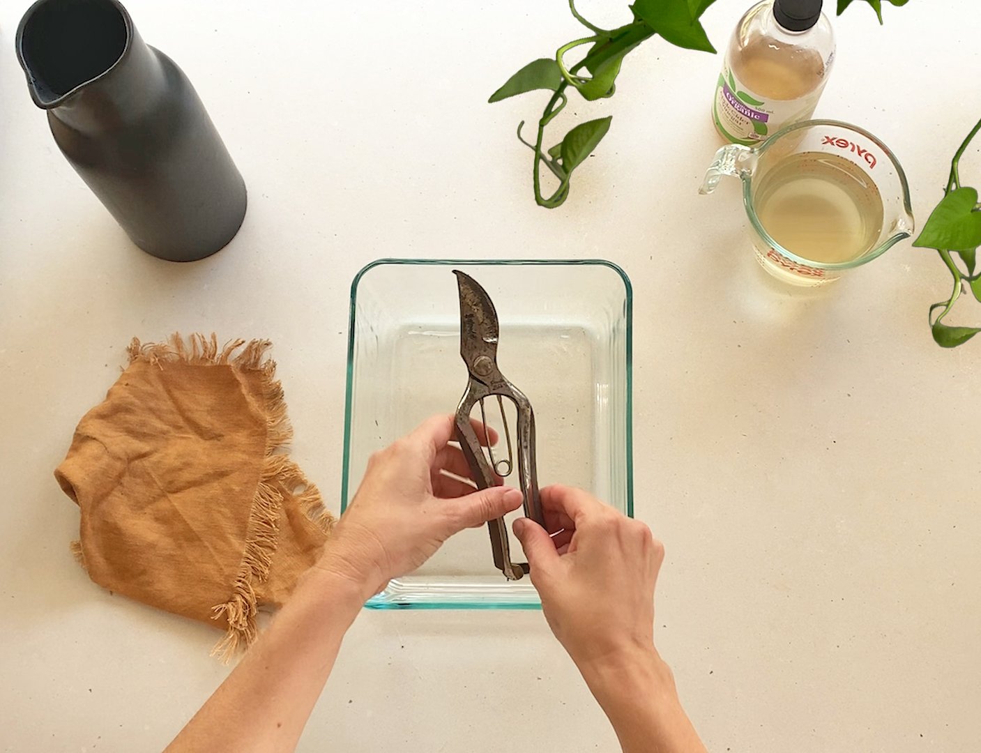 Rusty secateurs? Make them good as new! – Plants in a box