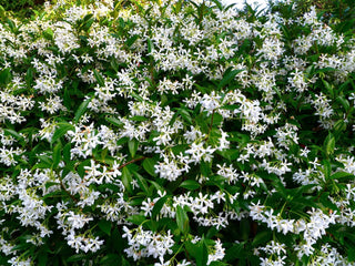 Jasmine Plants