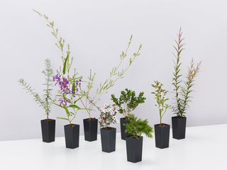 Australian Native Plants