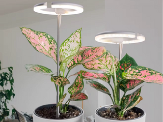 Low Light Level Plants