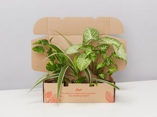 Indoor Plant Boxes - Large