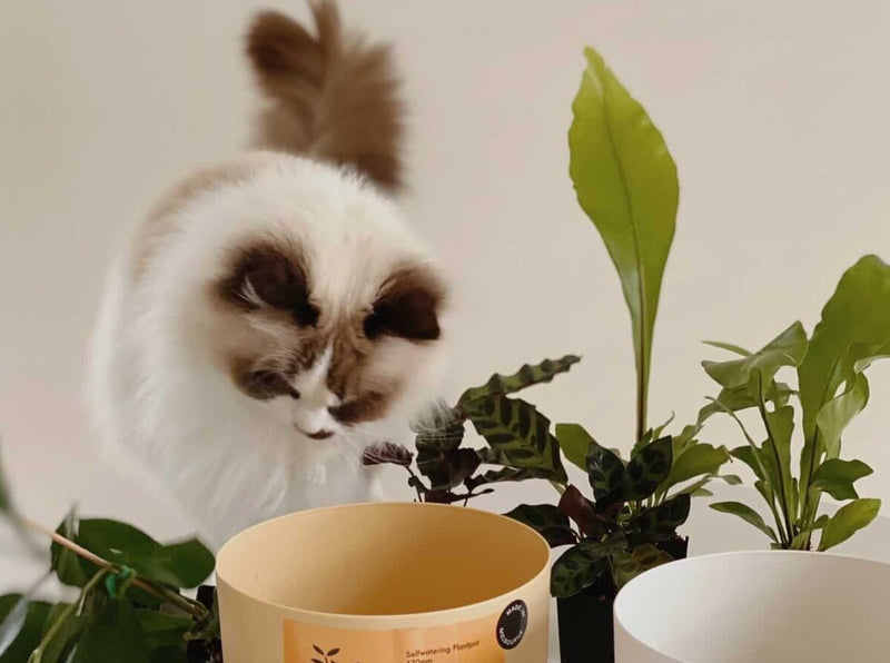Pet Friendly Gifting