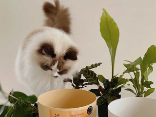 Pet Friendly Gifting