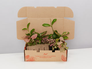 Best Selling Indoor Boxes