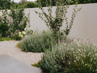 Cottage Garden
