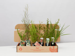 Drought tolerant Plants