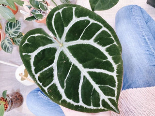 Rare Indoor Plants