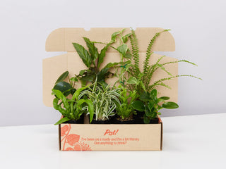 Pet Friendly Indoor Plants