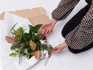 All Plant Gifts