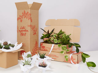 Corporate Plant Gifts