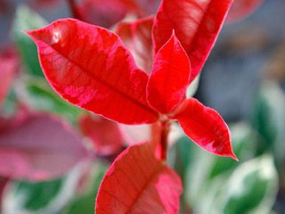 Photinia Hedge