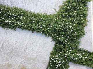 Ground Cover Plants