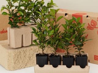 Hedge Plants