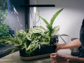 Scandinavian Smart Gardens