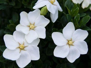 Gardenia