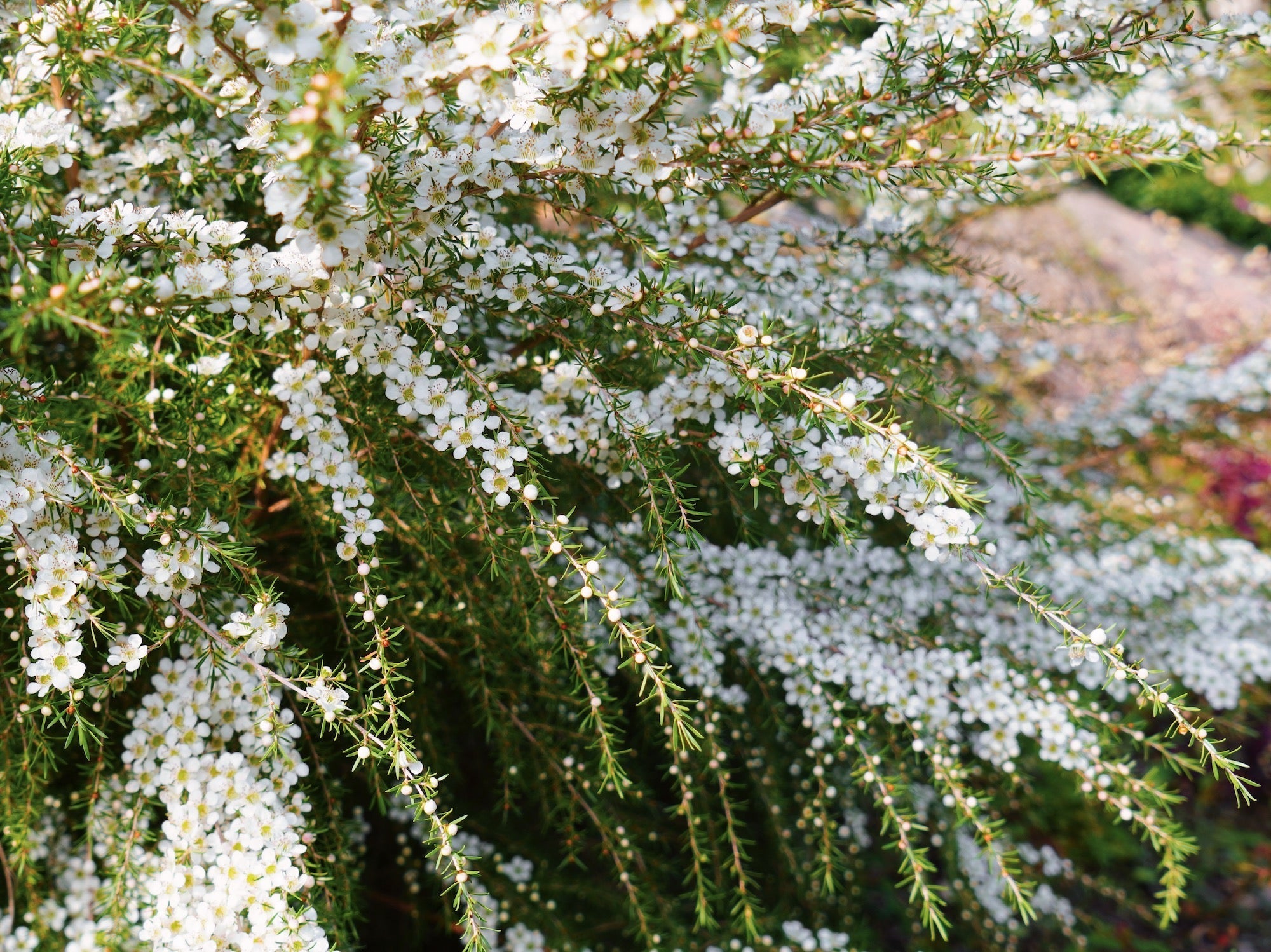 Leptospermum 'Australian Tea Tree' Plants for Sale | Buy Online ...