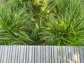 Grasses