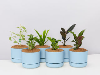 6 Pots + 6 Plants