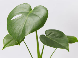 Single Indoor Plant Varieties